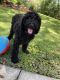 Poodle Puppies for sale in 9 Regina Blvd, Beverly Hills, FL 34465, USA. price: NA