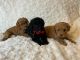 Poodle Puppies for sale in Sacramento, CA, USA. price: $1,700