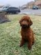 Poodle Puppies for sale in Sun Valley, CA 91352, USA. price: $2,800