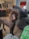 Poodle Puppies for sale in Fitzgerald, GA 31750, USA. price: NA