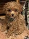 Poodle Puppies for sale in Dallas, TX, USA. price: $1,400