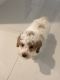 Poodle Puppies for sale in Boynton Beach, FL, USA. price: $2,000