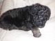 Poodle Puppies for sale in Vicksburg, MI 49097, USA. price: NA