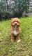 Poodle Puppies for sale in Plover, WI, USA. price: $350