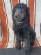 Poodle Puppies for sale in Kooskia, ID 83539, USA. price: NA