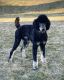 Poodle Puppies for sale in North Ogden, UT, USA. price: $4,500