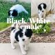 Poodle Puppies for sale in Ogden, UT, USA. price: NA