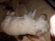Poodle Puppies for sale in Monroe, LA, USA. price: NA
