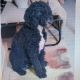 Poodle Puppies for sale in Manchester, KS 67410, USA. price: $500