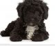 Poodle Puppies for sale in Fresno, CA, USA. price: $1,800