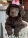 Poodle Puppies for sale in Gettysburg, PA 17325, USA. price: $800