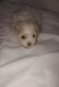 Poodle Puppies for sale in Elgin, IL, USA. price: $1,300