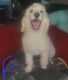 Poodle Puppies for sale in Fowlerville, MI 48836, USA. price: $500