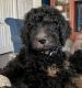 Poodle Puppies for sale in Bakersfield, CA, USA. price: $700