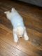 Poodle Puppies for sale in 9210 Allegro Dr, Indianapolis, IN 46231, USA. price: $2,000
