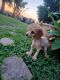 Poodle Puppies for sale in Houma, LA, USA. price: NA