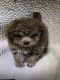 Poodle Puppies for sale in Pendleton, OR 97801, USA. price: $3,000