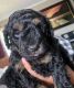 Poodle Puppies for sale in Kannapolis, NC, USA. price: NA