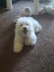Poodle Puppies for sale in La Habra Heights, CA, USA. price: $1,000