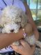 Poodle Puppies for sale in Mission Viejo, CA, USA. price: $400