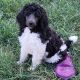 Poodle Puppies for sale in Kaufman, TX, USA. price: $150,000