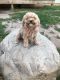 Poodle Puppies for sale in Coldwater, MI 49036, USA. price: NA