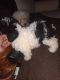 Poodle Puppies for sale in Bath, NC 27808, USA. price: NA
