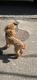 Poodle Puppies for sale in Jackson Township, NJ, USA. price: NA
