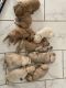 Poodle Puppies for sale in Corpus Christi, TX, USA. price: NA