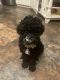Poodle Puppies for sale in Winston-Salem, NC, USA. price: NA