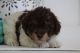 Poodle Puppies for sale in Sedalia, MO 65301, USA. price: $2,000
