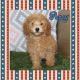 Poodle Puppies for sale in Atlanta, GA, USA. price: $1,500