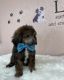 Poodle Puppies for sale in Patterson, GA 31557, USA. price: $950