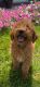 Poodle Puppies for sale in Newaygo, MI 49337, USA. price: NA