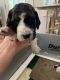 Poodle Puppies for sale in KY-339, Fancy Farm, KY, USA. price: NA