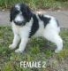 Poodle Puppies for sale in Iola, KS 66749, USA. price: NA