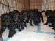 Poodle Puppies for sale in Lawrenceville, GA, USA. price: $1,200