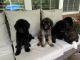 Poodle Puppies for sale in Tignall, GA 30668, USA. price: NA