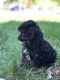 Poodle Puppies for sale in West Lafayette, IN, USA. price: NA