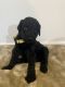 Poodle Puppies for sale in Crockett, TX 75835, USA. price: $1,000