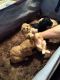Poodle Puppies for sale in Devine, TX 78016, USA. price: NA