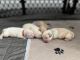 Poodle Puppies for sale in Davie, FL, USA. price: $4,000
