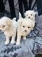 Poodle Puppies for sale in Sacramento, CA, USA. price: $1,000