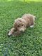 Poodle Puppies for sale in Jackson, MS, USA. price: $2,000