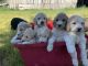 Poodle Puppies for sale in Redding, CA, USA. price: NA