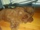 Poodle Puppies for sale in Birmingham, AL, USA. price: NA