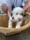 Poodle Puppies for sale in Lamoni, IA 50140, USA. price: $1,000