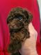 Poodle Puppies for sale in Greeneville, TN, USA. price: NA