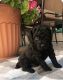 Poodle Puppies for sale in Vienna, WV, USA. price: NA