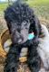 Poodle Puppies for sale in Klamath Falls, OR, USA. price: $1,000